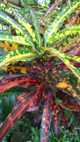Croton leaves come in many shapes, sizes and colours