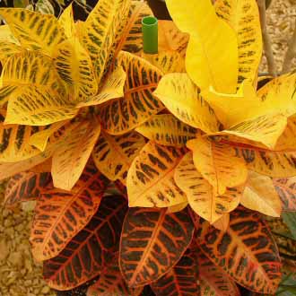 This Codiaeum Croton has stunning yellow and orange leaves