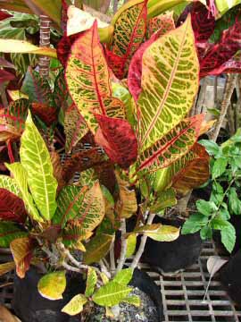 Codiaeum variegatum pictum with mutiple different colours