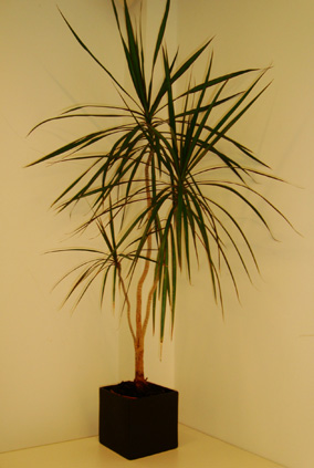 Dracaena Marginata or the Madagascar Dragon Tree