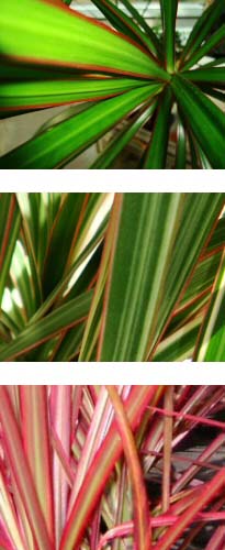 Photo of three Dragon Tree plants, the standard Dracaena marginata, D. marginata tricolor, and D. marginata colorama