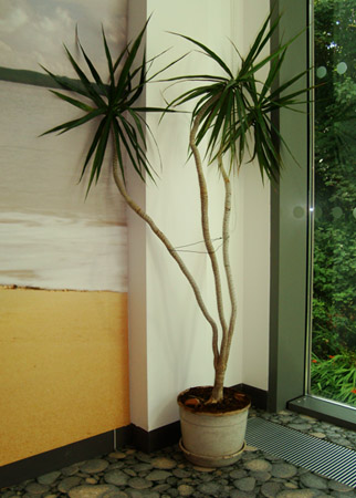 A large Dracaena marginata 'tarzan'