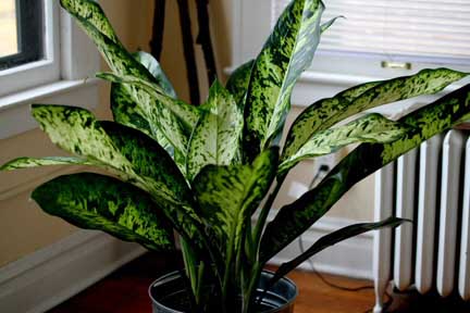 Dieffenbachia amoena or the Leopard Lily taken by Indoor Plants
