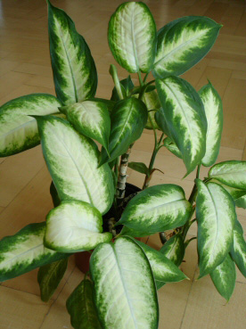 A Dieffenbachia camilla (Dumb Cane) photo taken by LucaLuca