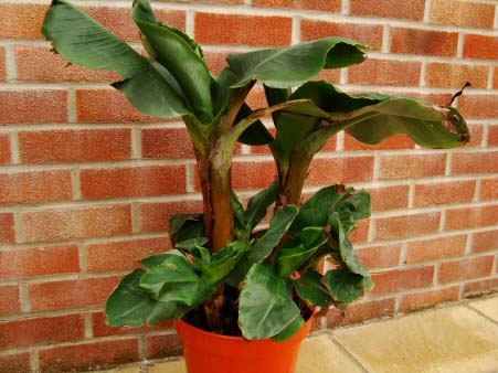 Several Banana Dwarf Cavendish's of different sizes in a pot outdoors