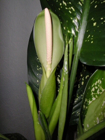 The Dumb Cane doesn't flower very much indoors and even when it does they aren't overly impressive