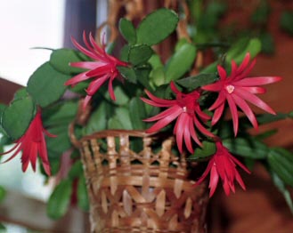 Photo of a  Easter Cactus in a basket