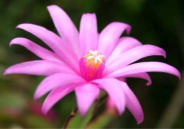 Close up of a Easter Cactus pink flower