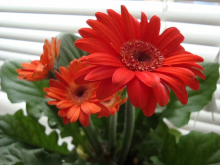 This Gerbera with red flowers is being treated as a house plant