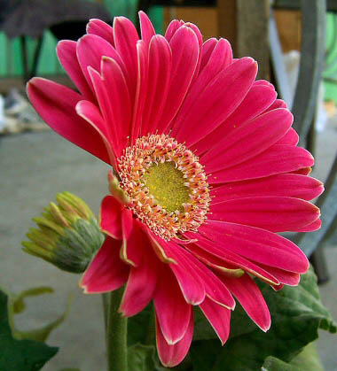 Gerbera with vivid pink flowers