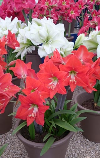 Amaryllis in full bloom at the RHS Chelsea Flower Show London 2015