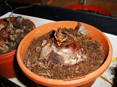 The Amaryllis bulbs in their dormant, resting state