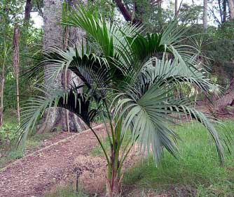A Sentry Palm growing outdoors