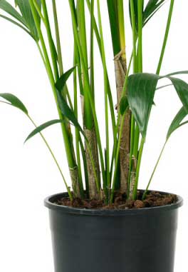 Howea's are not multi stemmed so if your plant looks like the photo you have a Howea