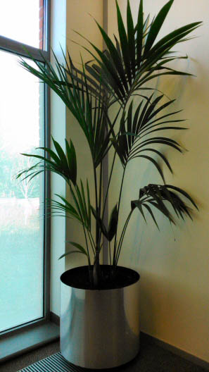 Big Kentia Palm in a office