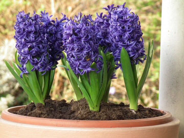 Mutiple blue Hyacinths