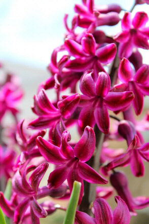 Hyacinths come in many colours including blues, pinks, yellow and red