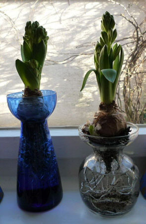 It's common to use forced bulbs in normal soil, but you can also grow them using just water in a glass