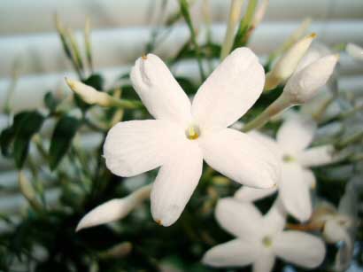 White flower of a Jasmine house plant