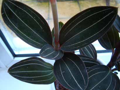The Jewel Orchid has dark green leaves
