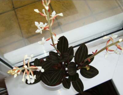 Jewel Orchids do well as house plants