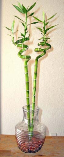 Lucky Bamboo plant canes come in many different shapes and sizes