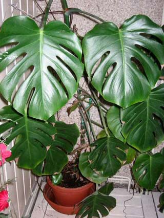 Monstera deliciosa or the Swiss Cheese Plant makes a wonderful houseplant if you have space