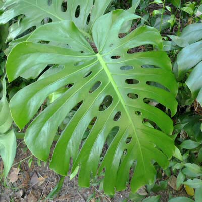 The Swiss Cheese Plant has fantastic looking ripped and ribbon like leaves