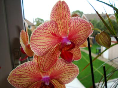Moth Orchid / Phalaenopsis in a window