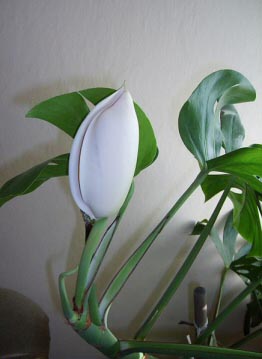 Monstera deliciosa has very large flowers, although it's uncommon for it to bloom indoors