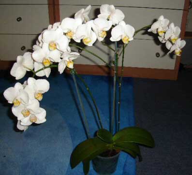 Moth Orchid with masses of white flowers