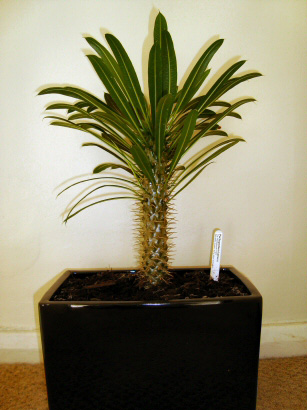 Pachypodium lamerei, the Madagascan Palm. Not really a palm but a stem succulent