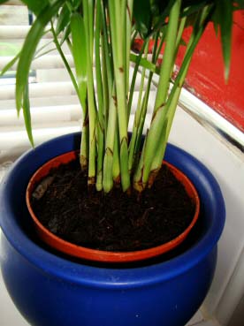 Neanthe bella is typically sold in a cluster of smaller plants so it has mutiple stems close together