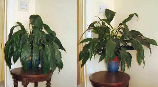 Two pictures of the same Peace Lily, picture on left shows it needs water, the picture on the right has enough water