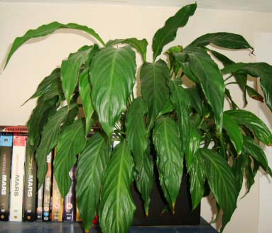 Peace Lily on the end of a bookcase