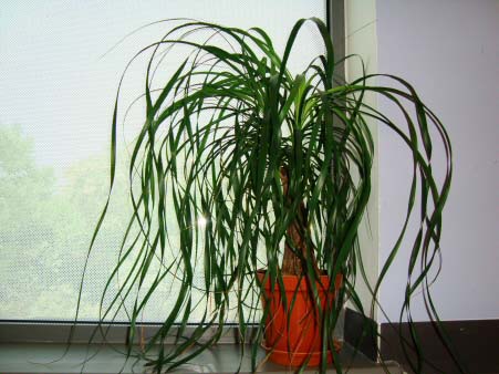 Mature Ponytail Palm with a tall stem and very long leaves