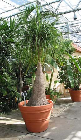 Very mature and tall Beaucarnea Recurvata