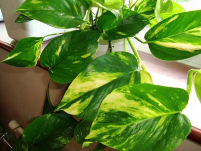 Epipremnum aureus or Pothos has so many different names it can be hard to identify by the name alone