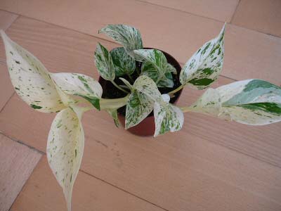 Pothos Marble Queen