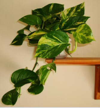 To get a more compact and bushier Pothos, pinch out the growing tips