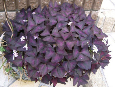 Purple Shamrock house plant
