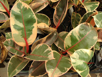 Rubber Plants can also have attractive variegation