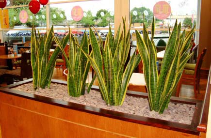 Several Mother in law tongue plants in Costa Coffee being used as a living fence and privacy screen