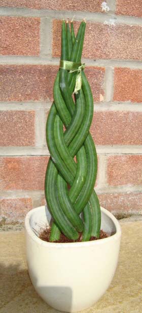 S. cylindrica - Spear Sansevieria