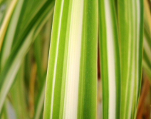 Chlorophytum Comosum 'Vittatum' (Spider Plant)