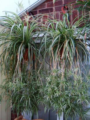 Two hanging baskets containing several mature Spider Plants