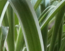 Chlorophytum Comosum 'Variegatum' (Spider Plant)