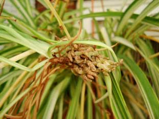 Spider Plant Baby with some roots