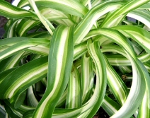 Chlorophytum Comosum 'Bonnie' (Spider Plant)