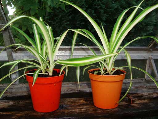 Two Spider Plant (Vittatum) babies about a month after planting up